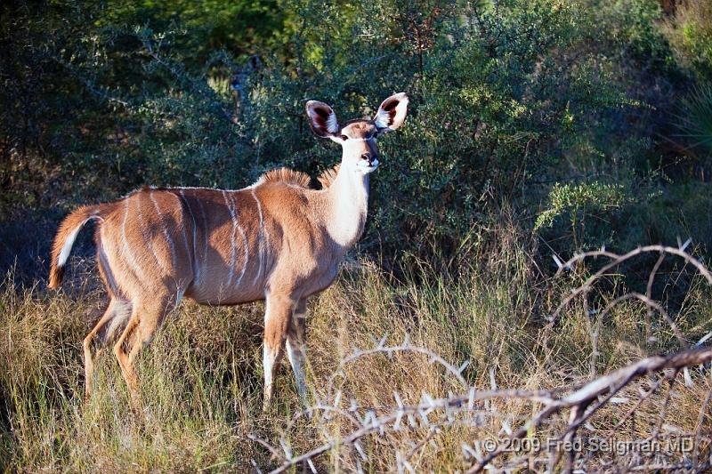 20090614_165244 D3 X1.jpg - The Greater Kudu when running away eventually stops and has the habit of looking back in this characteristic pose.  This is a fatal flaw because they not infrequently get chased at this point, or shot by hunters
